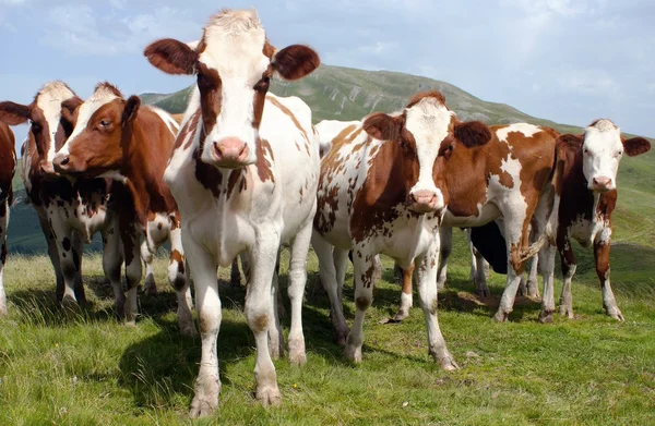 Groupe de vaches (bos primigenius taurus) dans les Alpes au pâturage — Photo