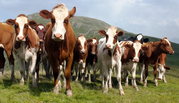 Grupa krów (bos primigenius taurus) w Alpach na pastwisko — Zdjęcie stockowe