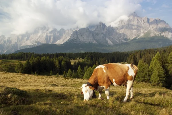 Vista de la mañana desde Sexten Dolomitas con vaca — Foto de Stock