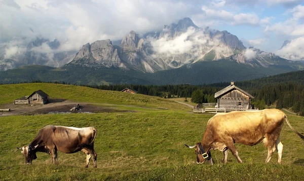 Vista de la mañana desde Sexten Dolomitas con vaca — Foto de Stock