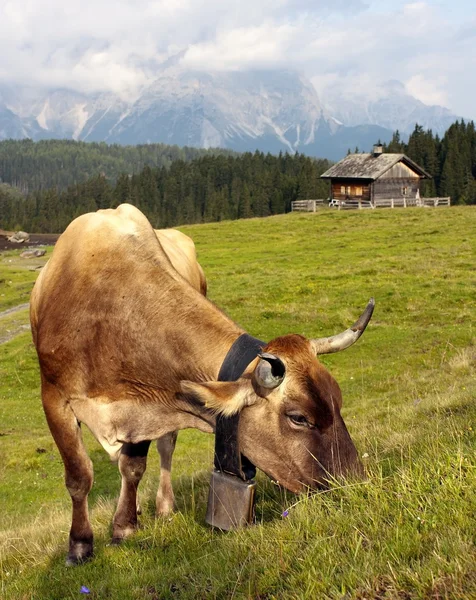 Wgląd ranka od Sesto Dolomity z krów — Zdjęcie stockowe