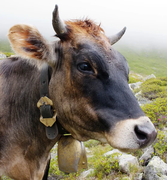Głowa krowy (bos primigenius taurus), z bongosy — Zdjęcie stockowe