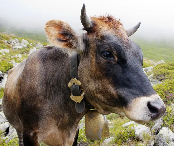 Głowa krowy (bos primigenius taurus), z bongosy — Zdjęcie stockowe