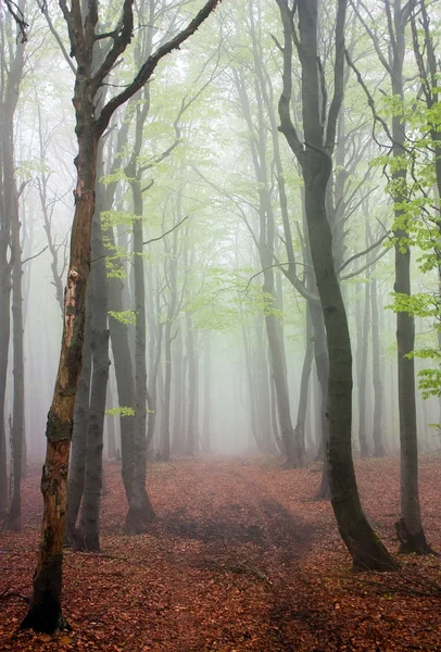 Springy view from foggy european beech wood Royalty Free Stock Photos
