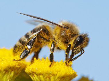 detail of honeybee clipart