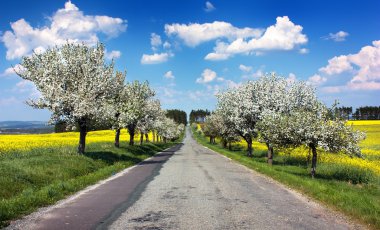 springtime beautiful view of road, alley of apple tree, field of rapeseed and sky with couds clipart