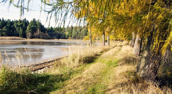 Dike pond with alley of larch — Stock Photo, Image