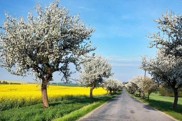 Spring view of road with alley of apple ree and rapeseed field — Stock Photo, Image