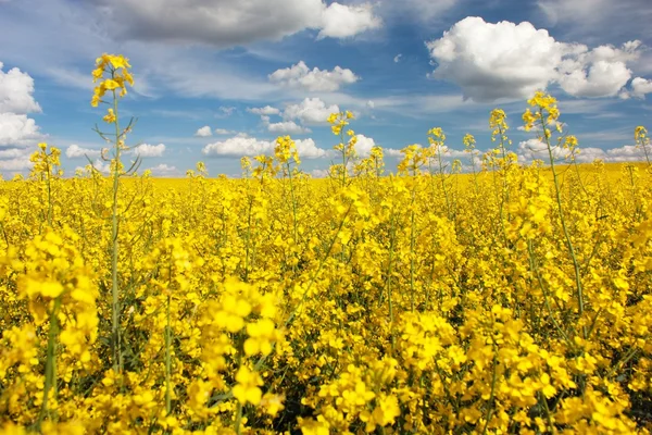 Rapsfeld mit schöner Wolke - Pflanze für grüne Energie — Stockfoto