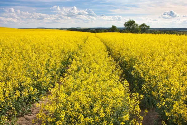 Field of rapeseed with beautiful cloud - plant for green energy — Stock Photo, Image