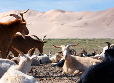 goat - dune - desert - mongolia clipart