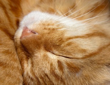 Uyuyan kedi - felis catus başkanı