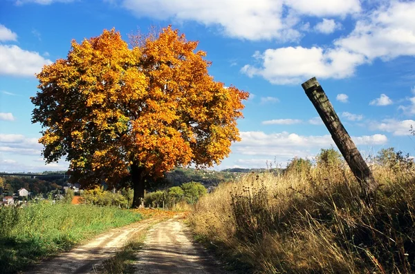 Vista otoñal del árbol de colores y el camino rural —  Fotos de Stock