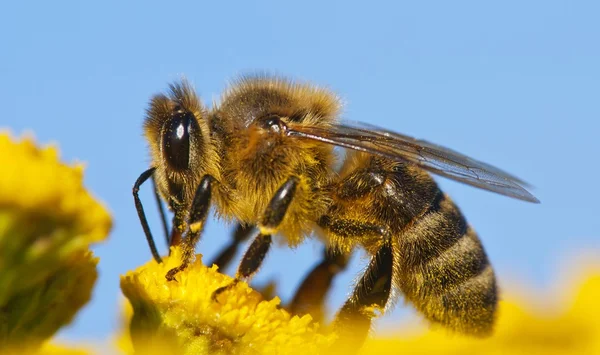 Detalj av honungsbinas — Stockfoto