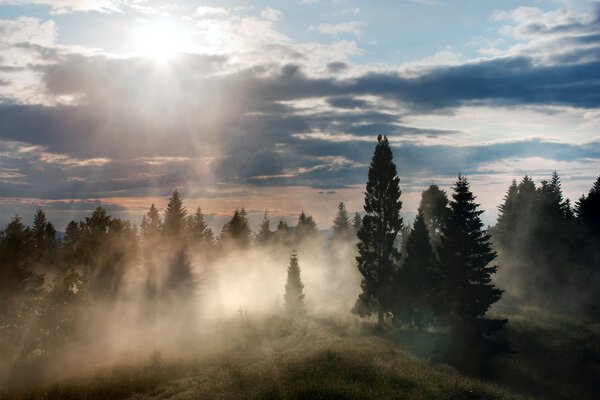 beautiful view of forest with fog and sky with clouds and sun