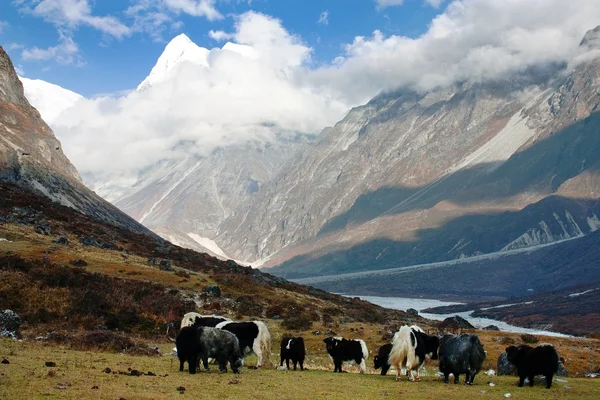 Yaks in Langtang valley with Langshisha Ri mout - Nepal — Stock Photo, Image