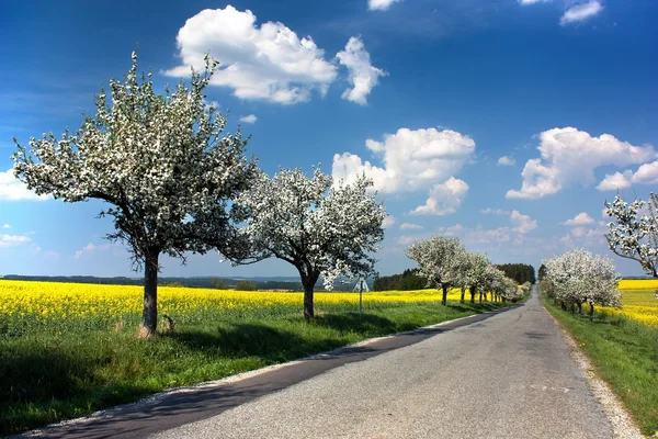 Frühling schöne Aussicht auf Straße, Apfelallee, Rapsfeld und Himmel mit Wolken — Stockfoto