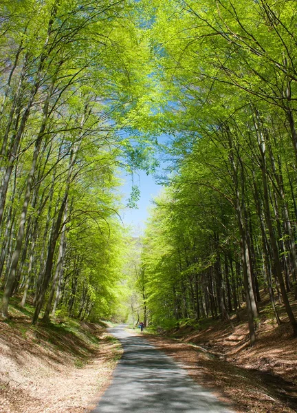 Fjädrande syn på vägen och gröna skogen — Stockfoto