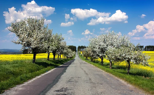 Primavera bela visão da estrada, beco da macieira, campo de colza e céu com nuvens — Fotografia de Stock