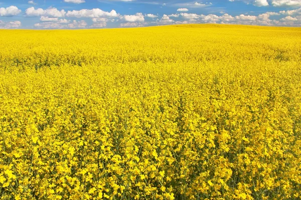 美しい雲と菜種のフィールド-緑のエネルギーのための植物 — ストック写真