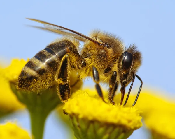 Részlet a méh Stock Fotó