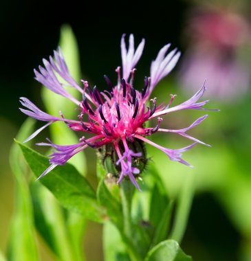 Bahar güzel Peygamber Çiçeği