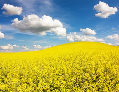 Güzel bulutlu kolza tohumu tarlası - yeşil enerji için bitki