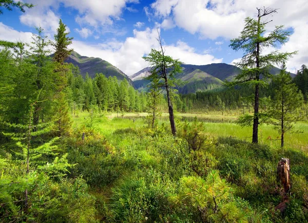 Tajga in sayan mountains - buryatia - russia — Stock Photo, Image