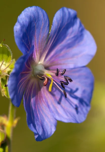 Medadow クレインズビル - ゼラニウムのチモシーの花 — ストック写真