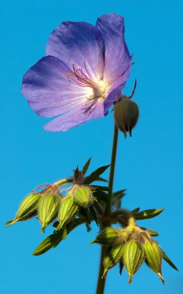 Medadow クレインズビル - ゼラニウムのチモシーの花 — ストック写真