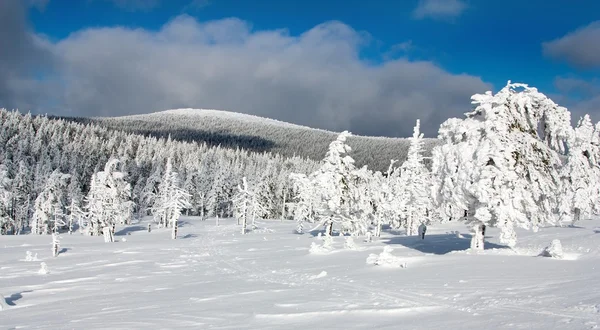 Krásné zimní pohled ze zasněženého lesa na horách — Stock fotografie