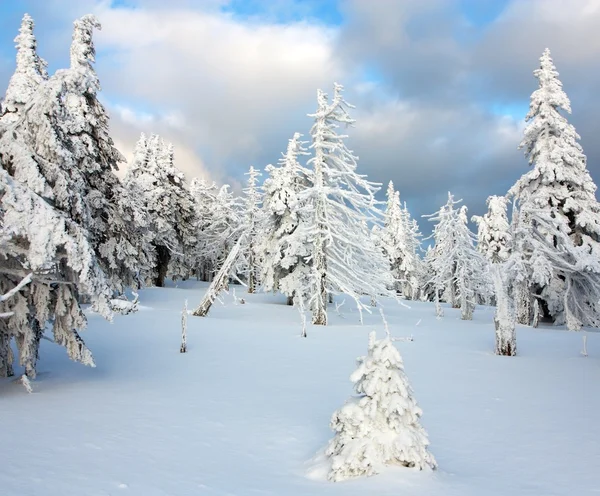 Hermosa vista invernal de madera nevada en las montañas — Foto de Stock