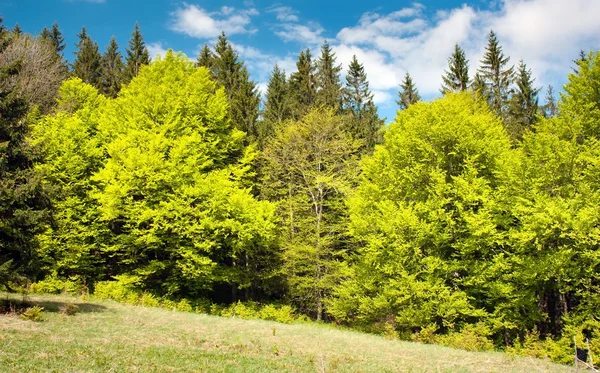 Springy green wood - beautiful european beechs — Stock Photo, Image