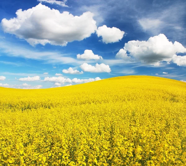Fält raps med vackra moln - växt för grön energi — Stockfoto