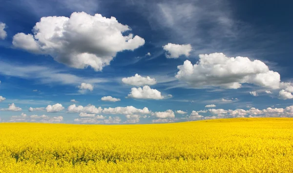 美しい雲と菜種のフィールド-緑のエネルギーのための植物 — ストック写真