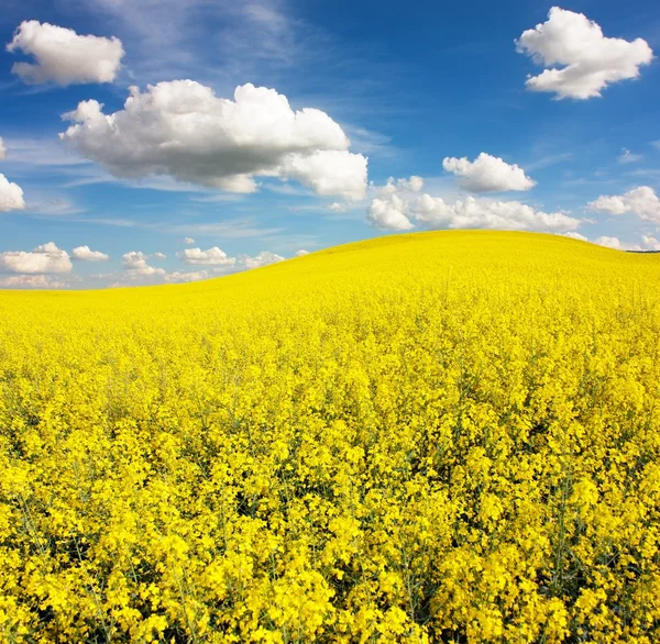 Rapsfeld mit schöner Wolke - Pflanze für grüne Energie — Stockfoto