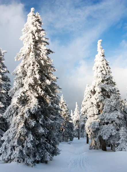 Schöne winterliche Aussicht auf schneebedecktes Holz auf den Bergen lizenzfreie Stockfotos