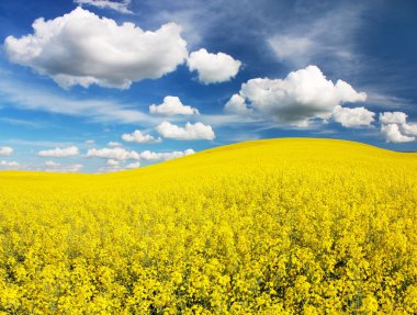 Güzel bulutlu kolza tohumu tarlası - yeşil enerji için bitki