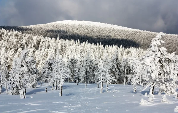 Vue hivernale de la forêt enneigée sur la montagne — Photo