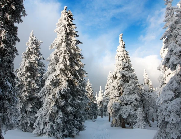 Hermosa vista invernal de madera nevada en las montañas —  Fotos de Stock