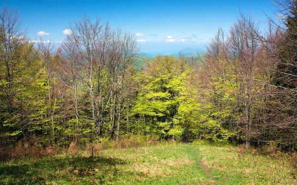 Schöner Frühling auf den Karpaten — Stockfoto