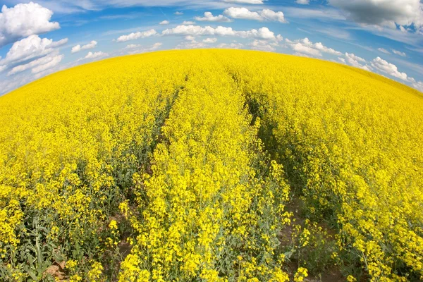 Field of rapeseed with beautiful cloud - plant for green energy — Stock Photo, Image