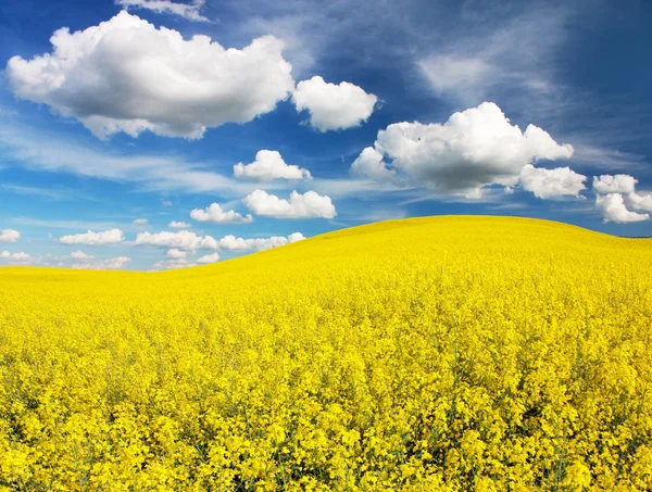 Campo di colza con bella nuvola - impianto per l'energia verde — Foto Stock