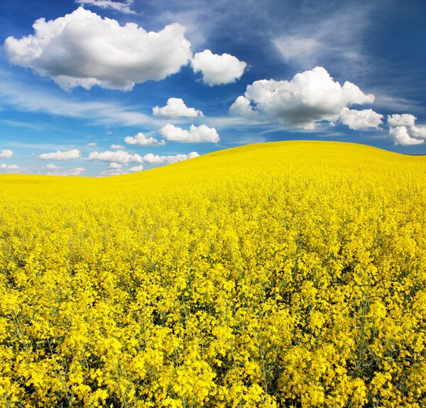 field of rapeseed with beautiful cloud - plant for green energy