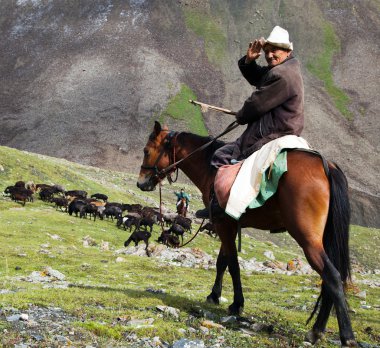10. Ekim 2013 - pastureland - Kırgızistan'daki hayat üzerine alay dağlarında sürü ile stockrider