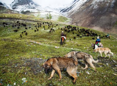 Köpekler ve flock alay Dağları ile stockriders