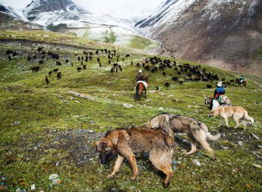 stockriders with dogs and flock in alay mountains clipart
