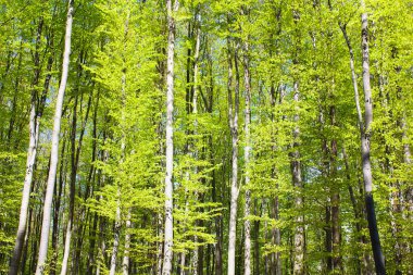 Spring wood of beech trees clipart