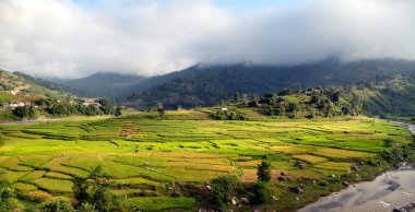 Nepal 'deki pirinç tarlaları