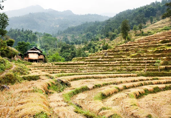 Snijden veld van rijst - oogst in nepal — Stockfoto